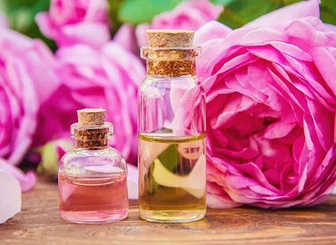 قیمت خرید گلاب غنچه گل محمدی با فروش عمده